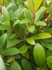 Pittosporum tobira