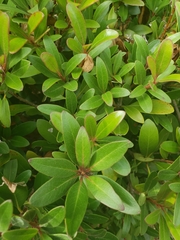 Pittosporum tobira