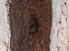 Latonigena