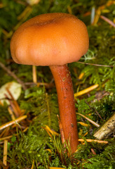 Hydnangiaceae