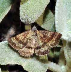 Phytometra sanctiflorentis