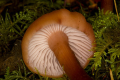 Hydnangiaceae