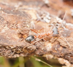 Myrmecia nigriceps