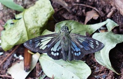 Phanus australis