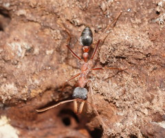 Myrmecia nigriceps