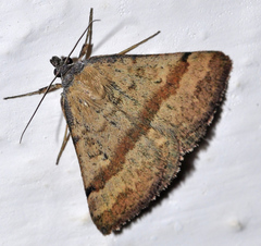 Phytometra sanctiflorentis