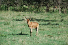 Alcelaphus buselaphus cokii
