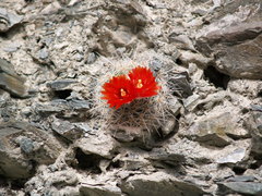 Parodia microsperma