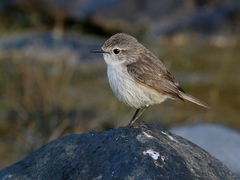 Saxicola dacotiae