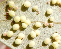 Neuroterus saltatorius texanus