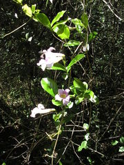 Bignonia callistegioides