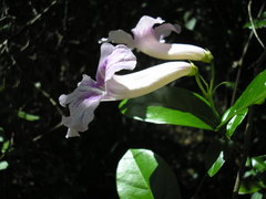 Bignonia callistegioides