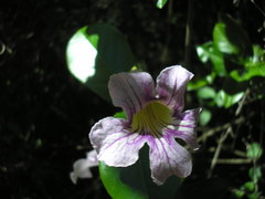 Bignonia callistegioides