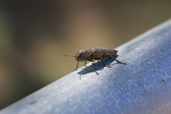 Lampetis cupreopunctata