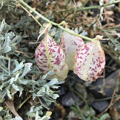 Astragalus whitneyi