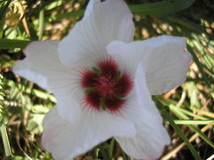 Pavonia glechomoides