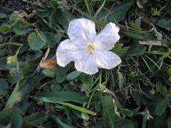 Ruellia morongii