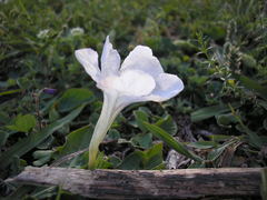 Ruellia morongii