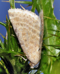 Eublemma lacernaria