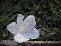 Ruellia morongii