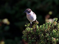 Saxicola dacotiae