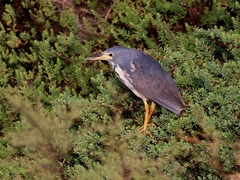 Ixobrychus sturmii