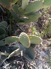 Opuntia microdasys