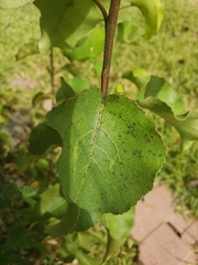 Pyrus calleryana