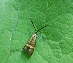 Nemophora degeerella