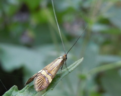 Nemophora degeerella
