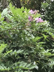 Millettieae