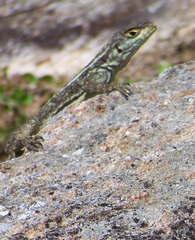 Oplurus quadrimaculatus