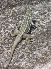 Oplurus quadrimaculatus