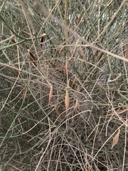 Leptadenia pyrotechnica