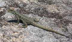 Oplurus quadrimaculatus