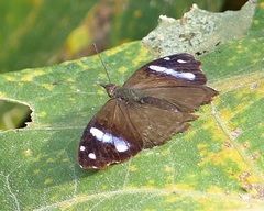 Cybdelis phaesyla