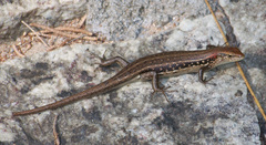 Trachylepis elegans