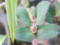 Euphorbia velleriflora