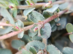 Euphorbia velleriflora