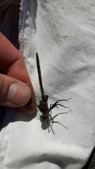 Somatochlora williamsoni