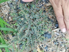 Euphorbia velleriflora
