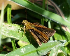 Vinius pulcherrimus