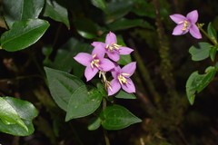 Bredia violacea