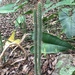 Borzicactus longiserpens erectus - Photo (c) vknook, μερικά δικαιώματα διατηρούνται (CC BY-NC)