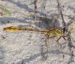 Phanogomphus cavillaris