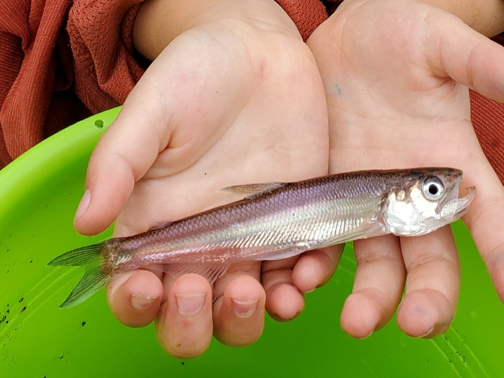 Longfin smelt (Spirinchus thaleichthys) — Osmeridae