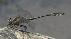 Gomphurus septima