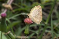 Eurema daira eugenia