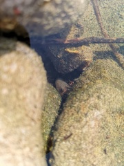 Rhinogobius formosanus