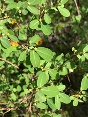 Euphorbia celastroides